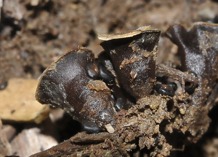 Quiz del  fine settimana.......